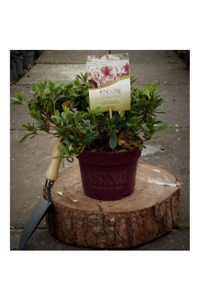 Рододендрон/Азалія Отм Санберст, Rhododendron Encore Autumn Sunburst